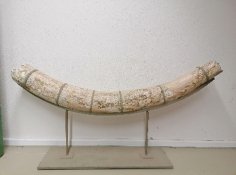 Foto Stoßzahn Waldelefant